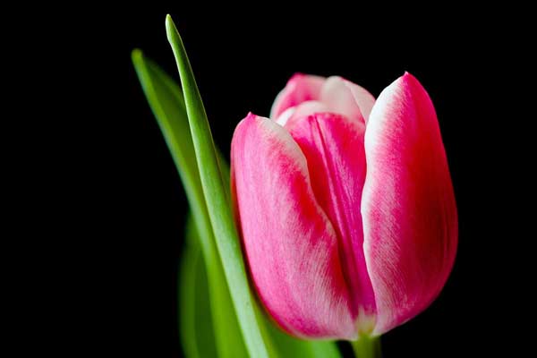 tulip-pixabay