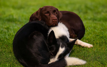 Buddy 2012-2025
