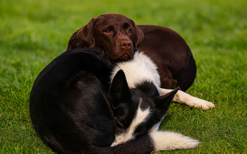 Buddy 2012-2025